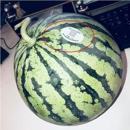 吃瓜的搞笑网红,搞笑网红的吃瓜日常
