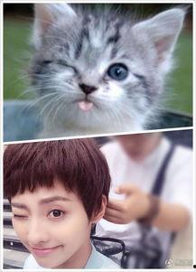 娱乐吃瓜小猫咪小说免费阅读,揭秘娱乐圈幕后风云